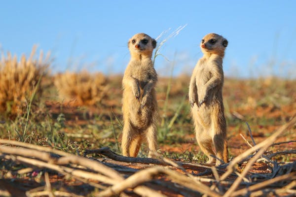 Two meerkats standing on their legs 