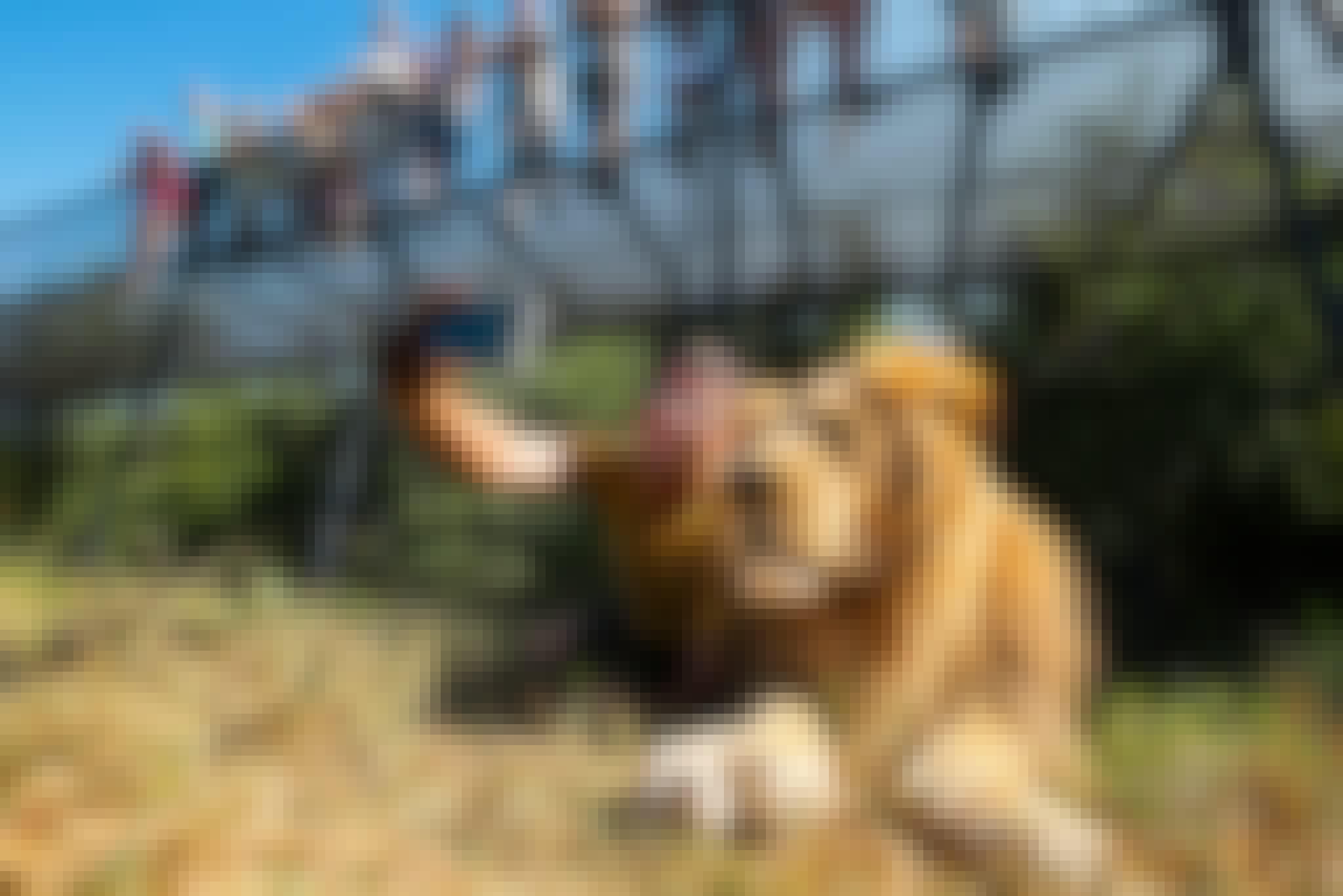 A man lying next to a lion taking a selfie on his mobile phone