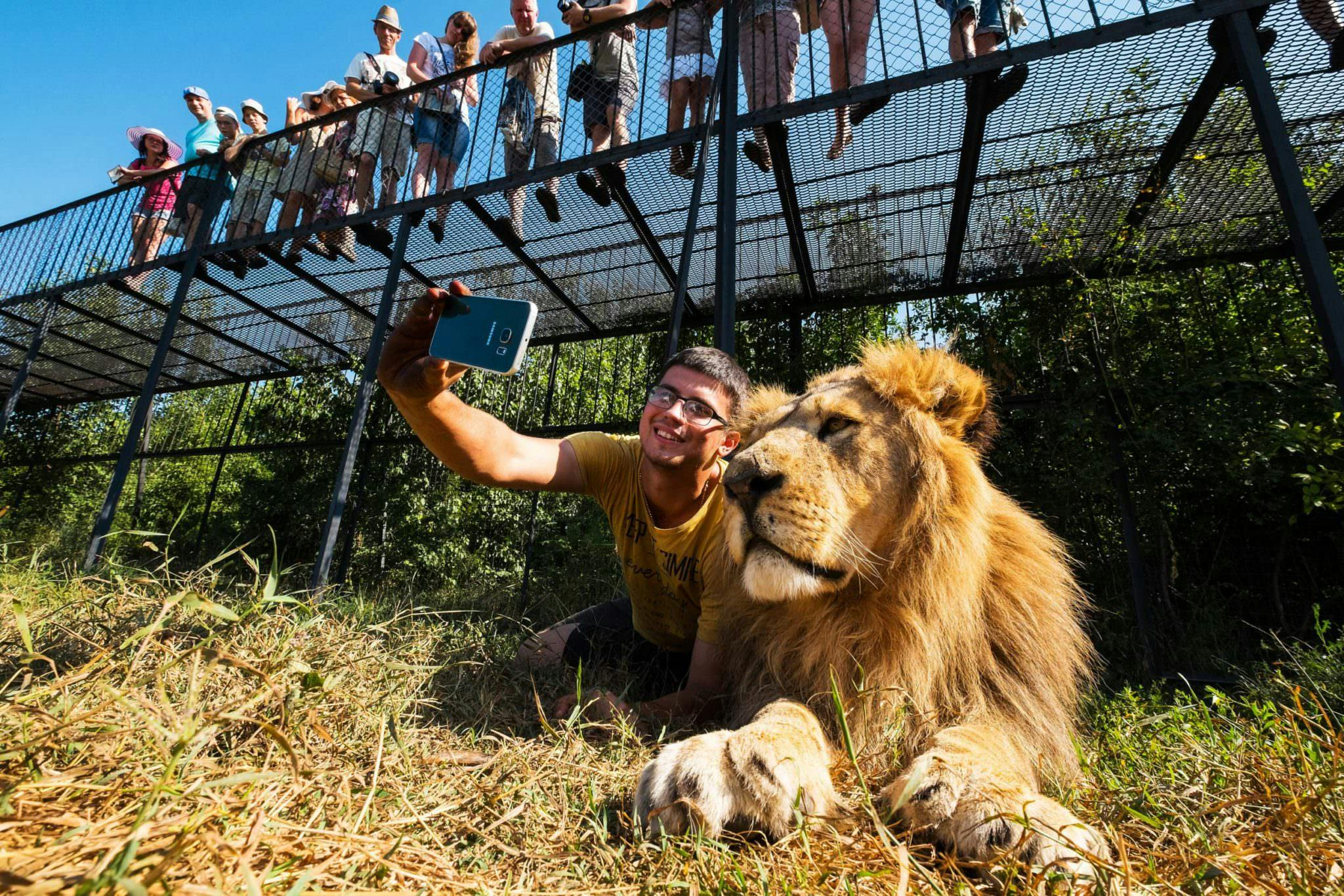 A man lying next to a lion taking a selfie on his mobile phone