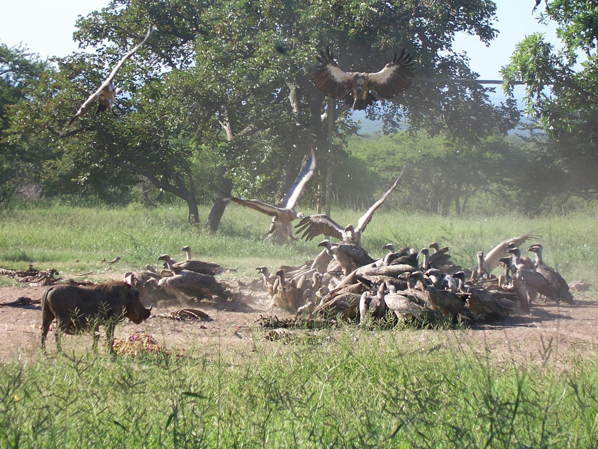 Vultures at Moholoholo