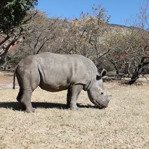 Rhino grazing at Moholoholo