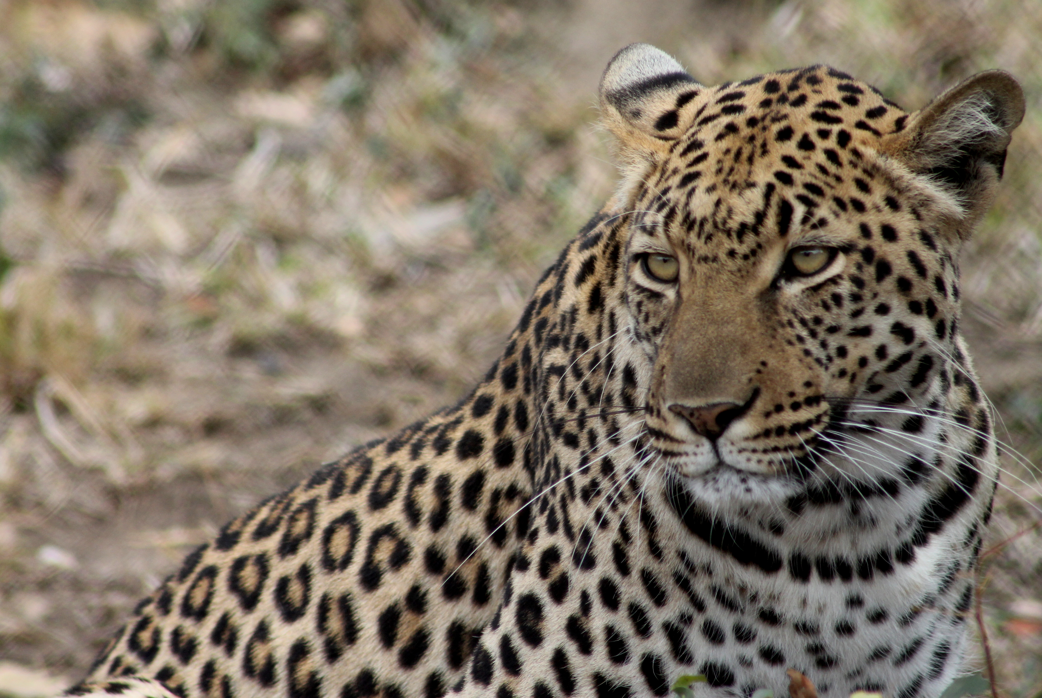 Leopard close up at Moholoholo