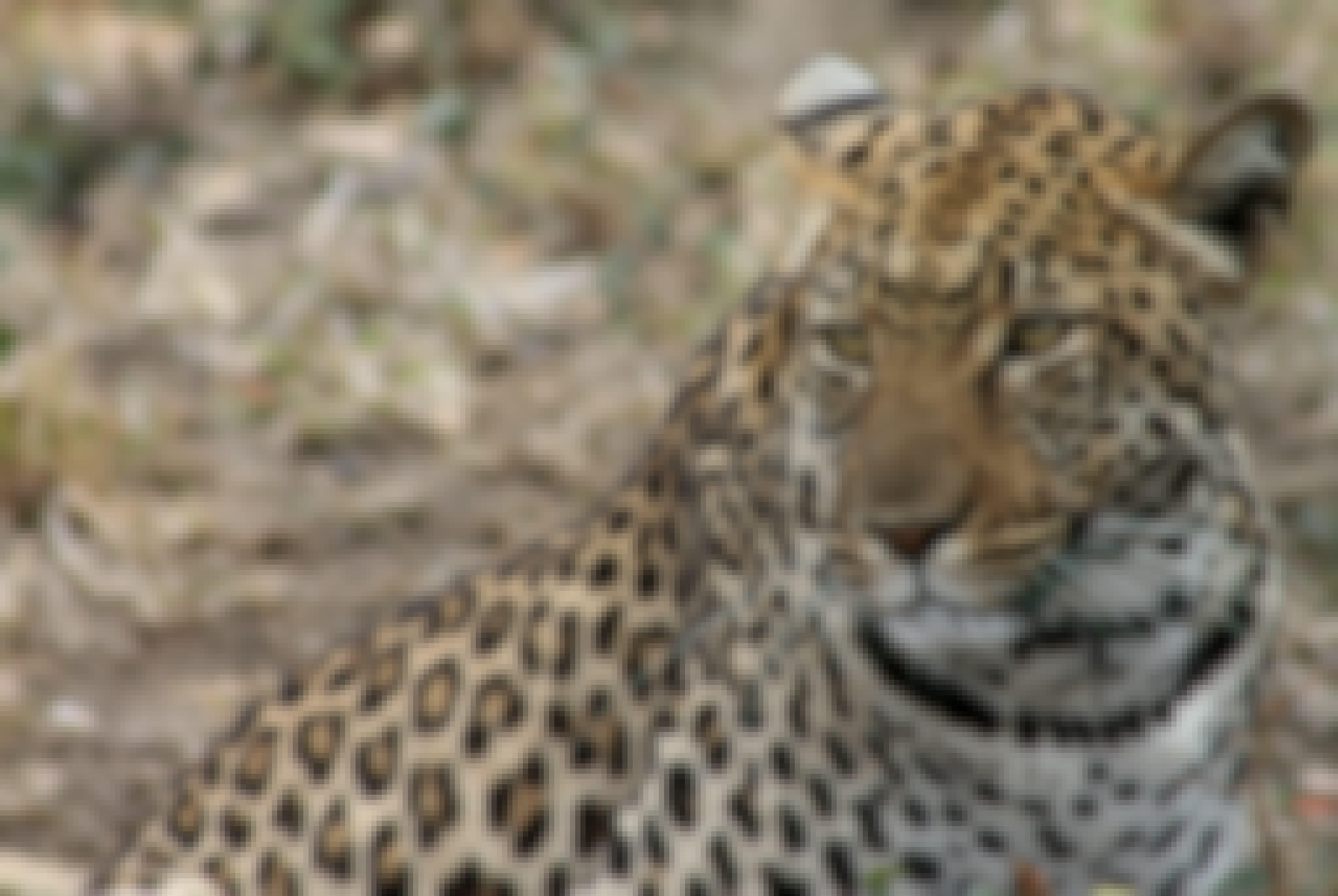 Leopard close up at Moholoholo