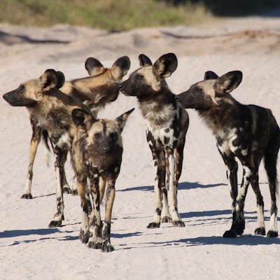 A pack of African wild dogs in the middle of a track in the Okavango Delta