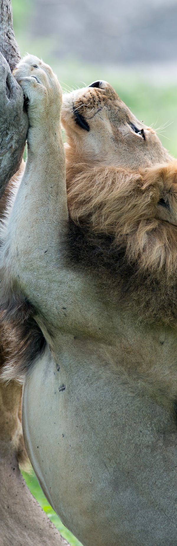 Male lions scratching a tree trunk