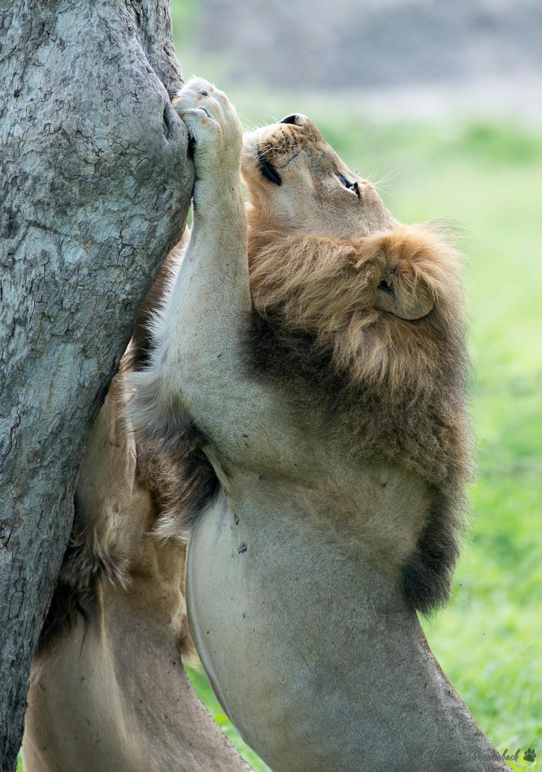 Male lions scratching a tree trunk