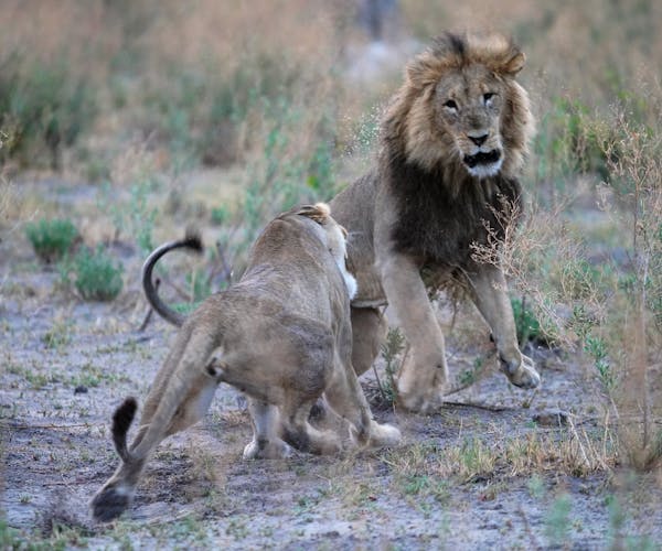 Lions mating