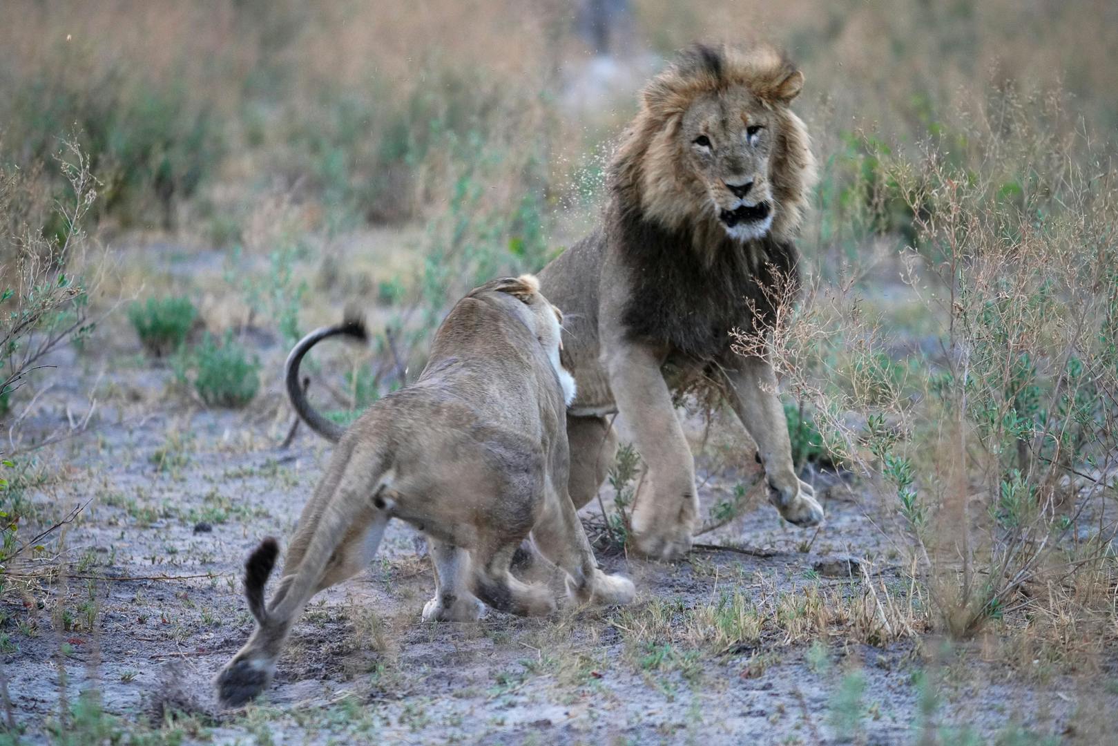 Lions mating