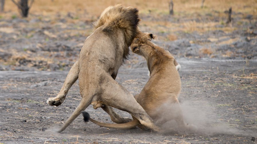 A lion and lioness mating