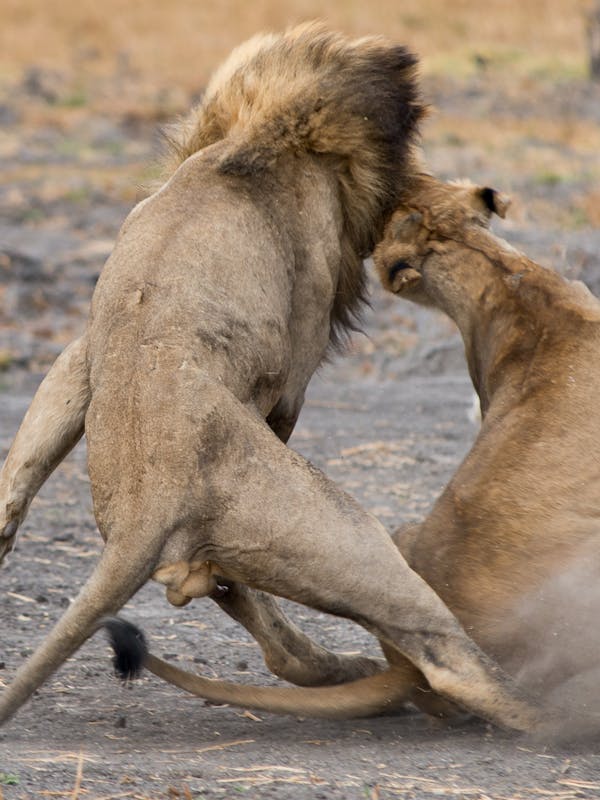 A lion and lioness mating