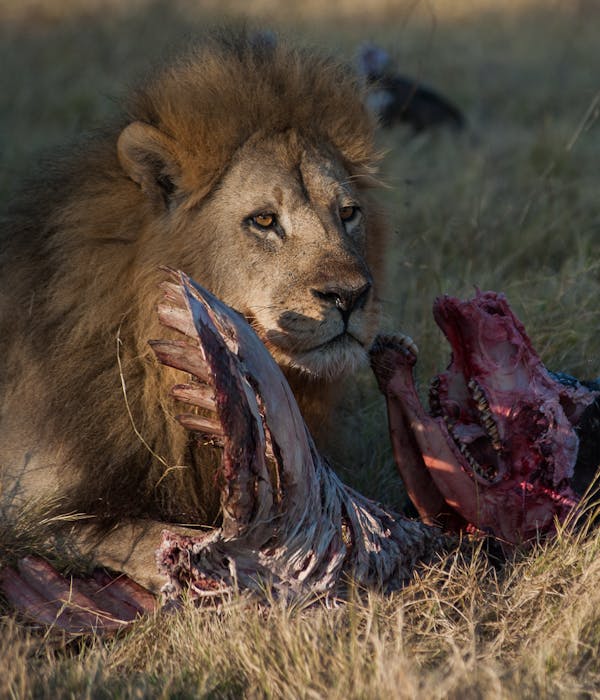 Two male lions eating a buffalo head