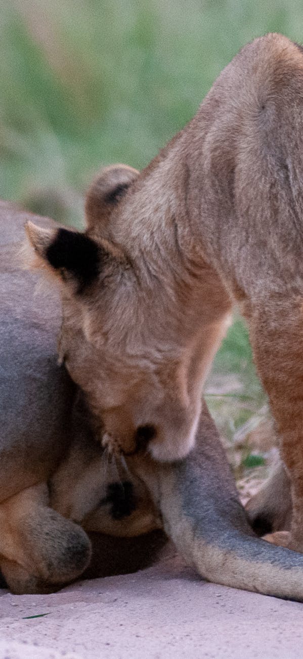 A lion cub sniffing a male
