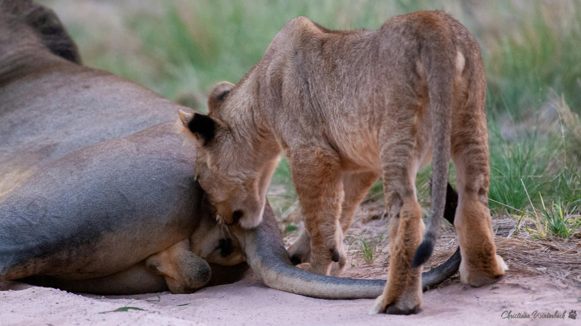 A lion cub sniffing a male