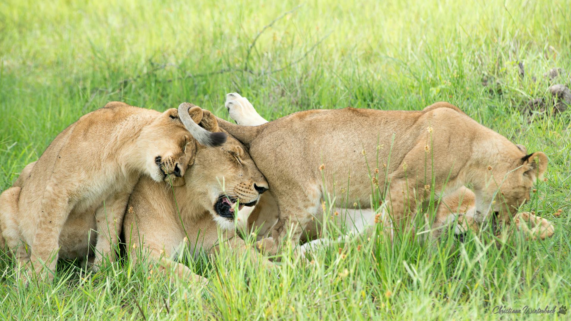 A lioness and cubs rubbing each other in long grass