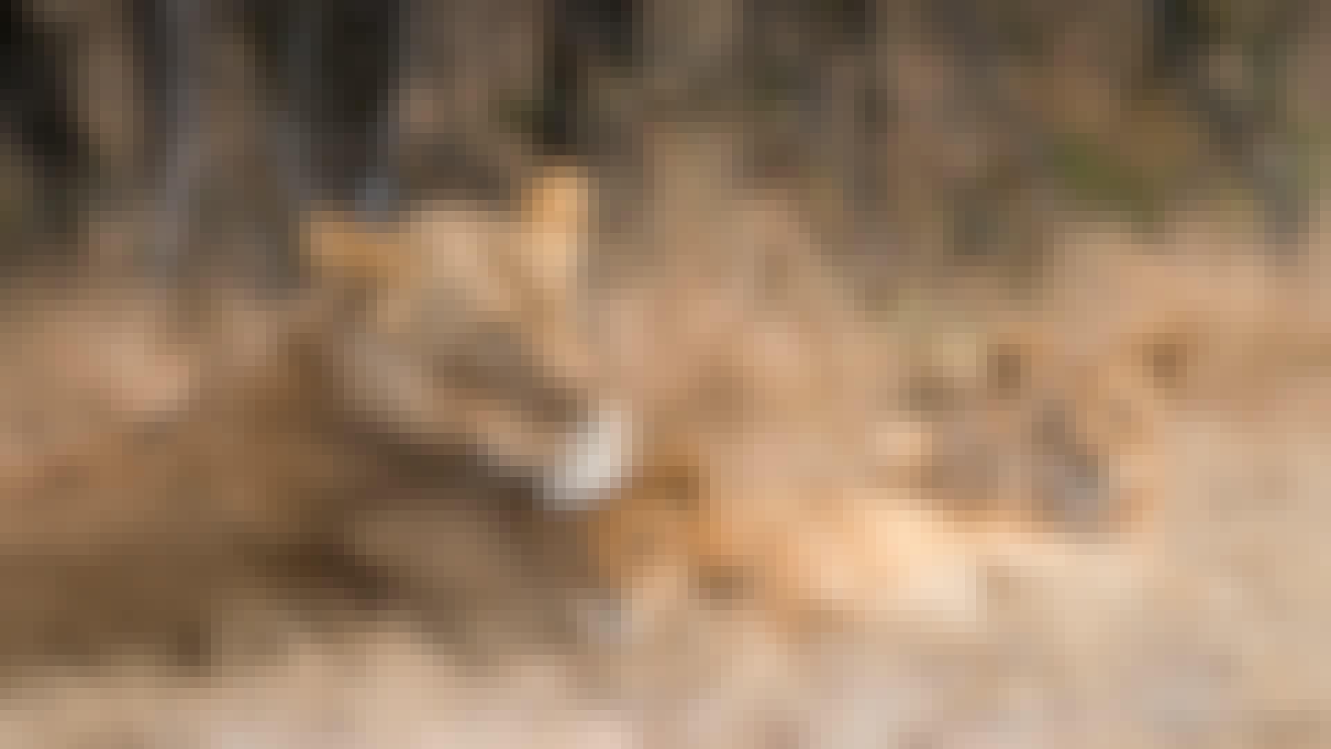 A lioness with her cubs
