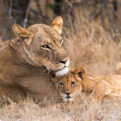 Lion conservation volunteer - Lion conservation experiences - A lioness with her cubs