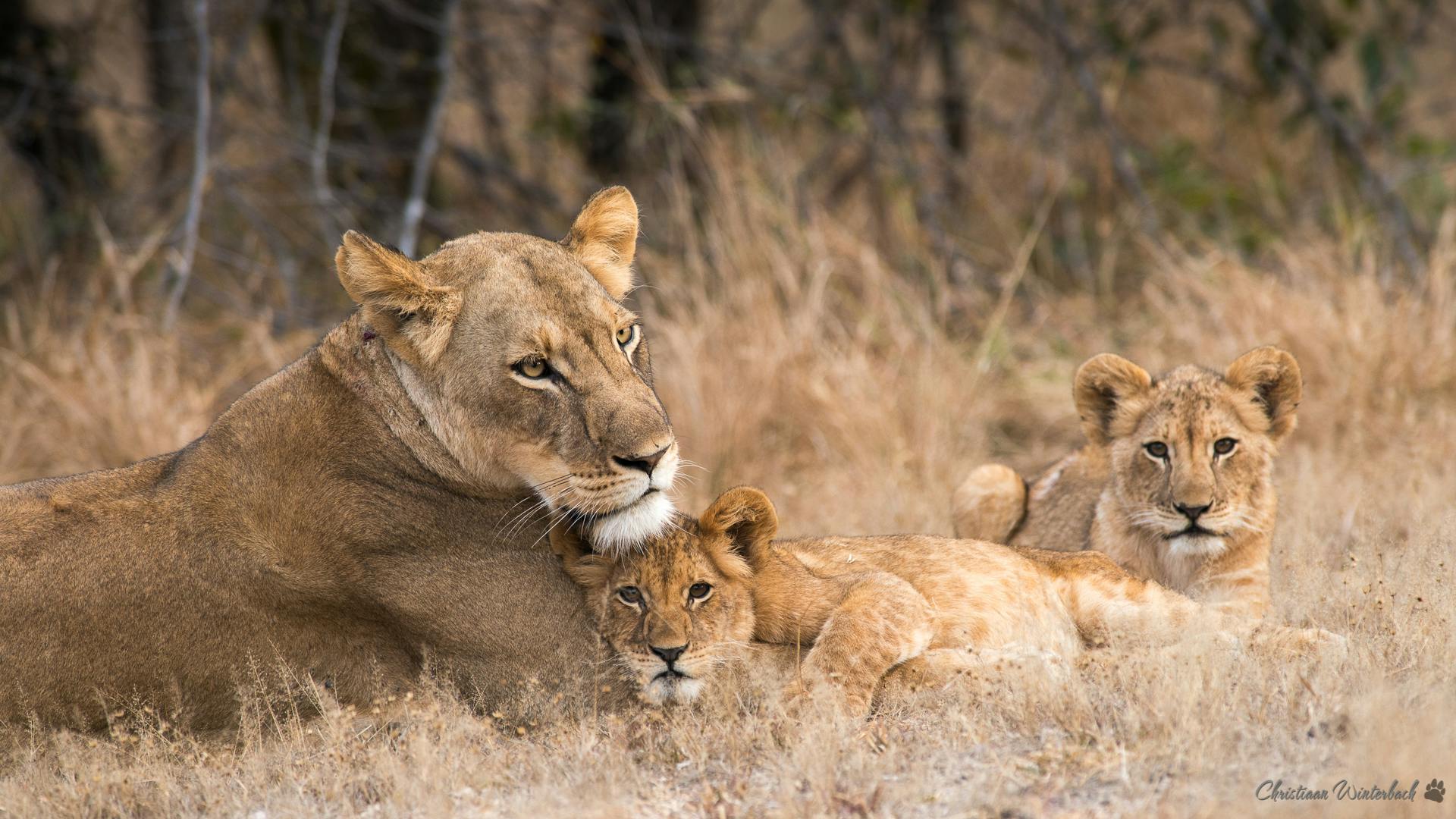 A lioness with her cubs