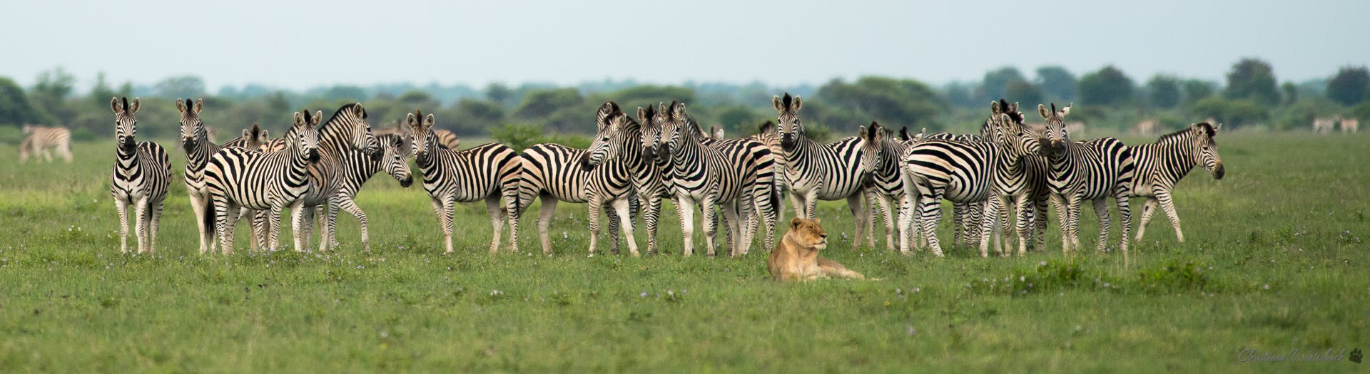 A lioness amongst a herd of Zebra