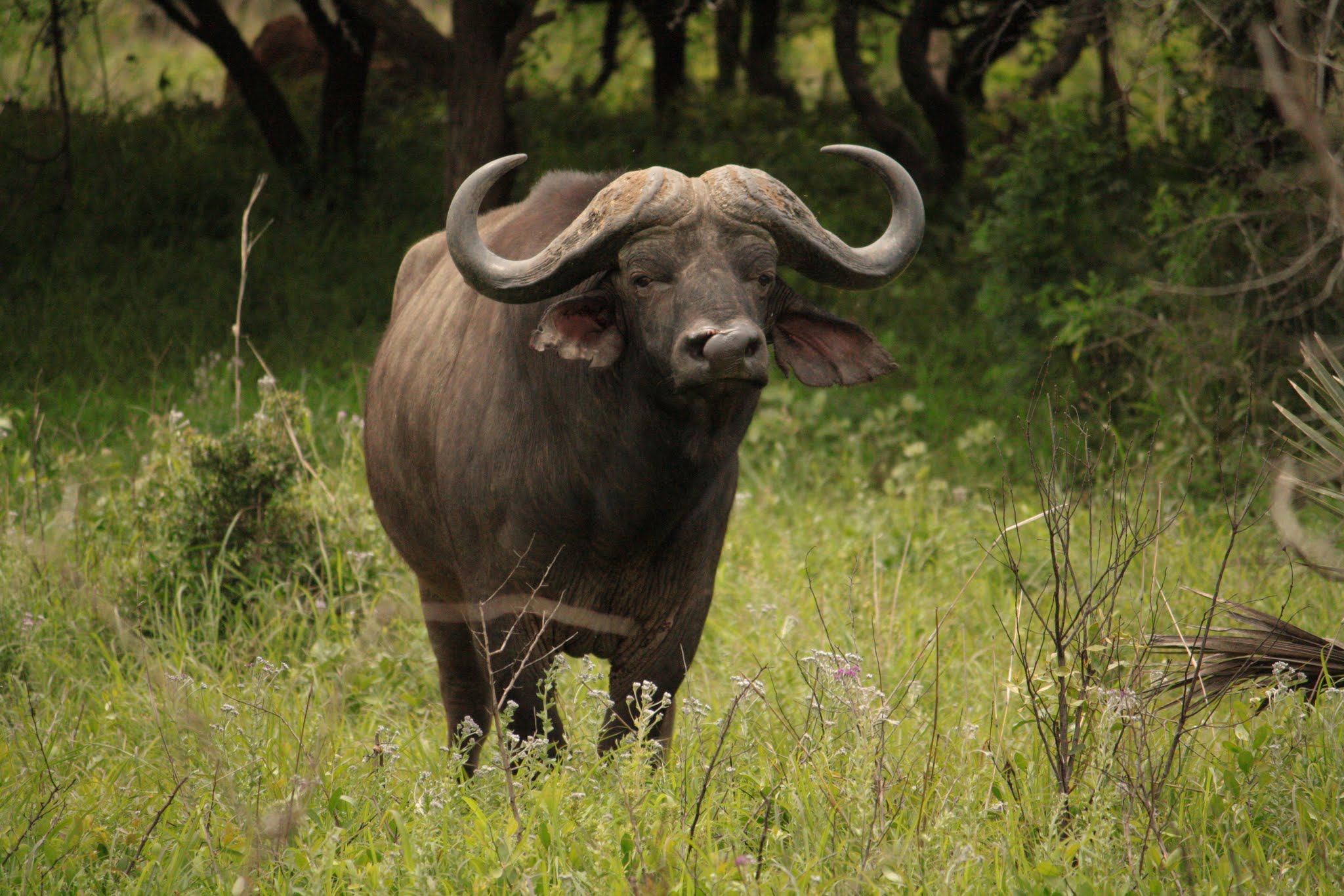 Cape Buffalo stood amongst long grass