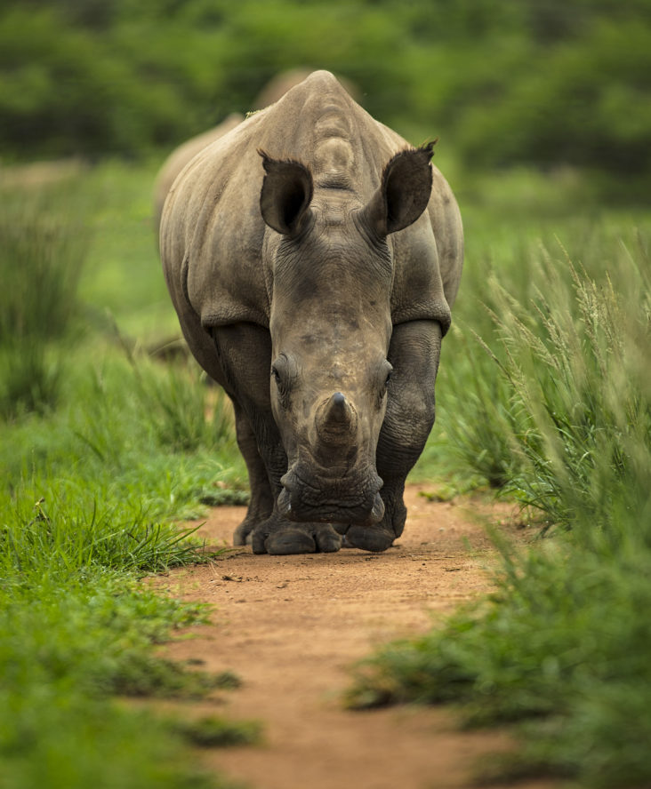 A rhino approaches along a path through green grassland