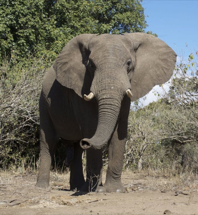 An elephant stood in the African bush