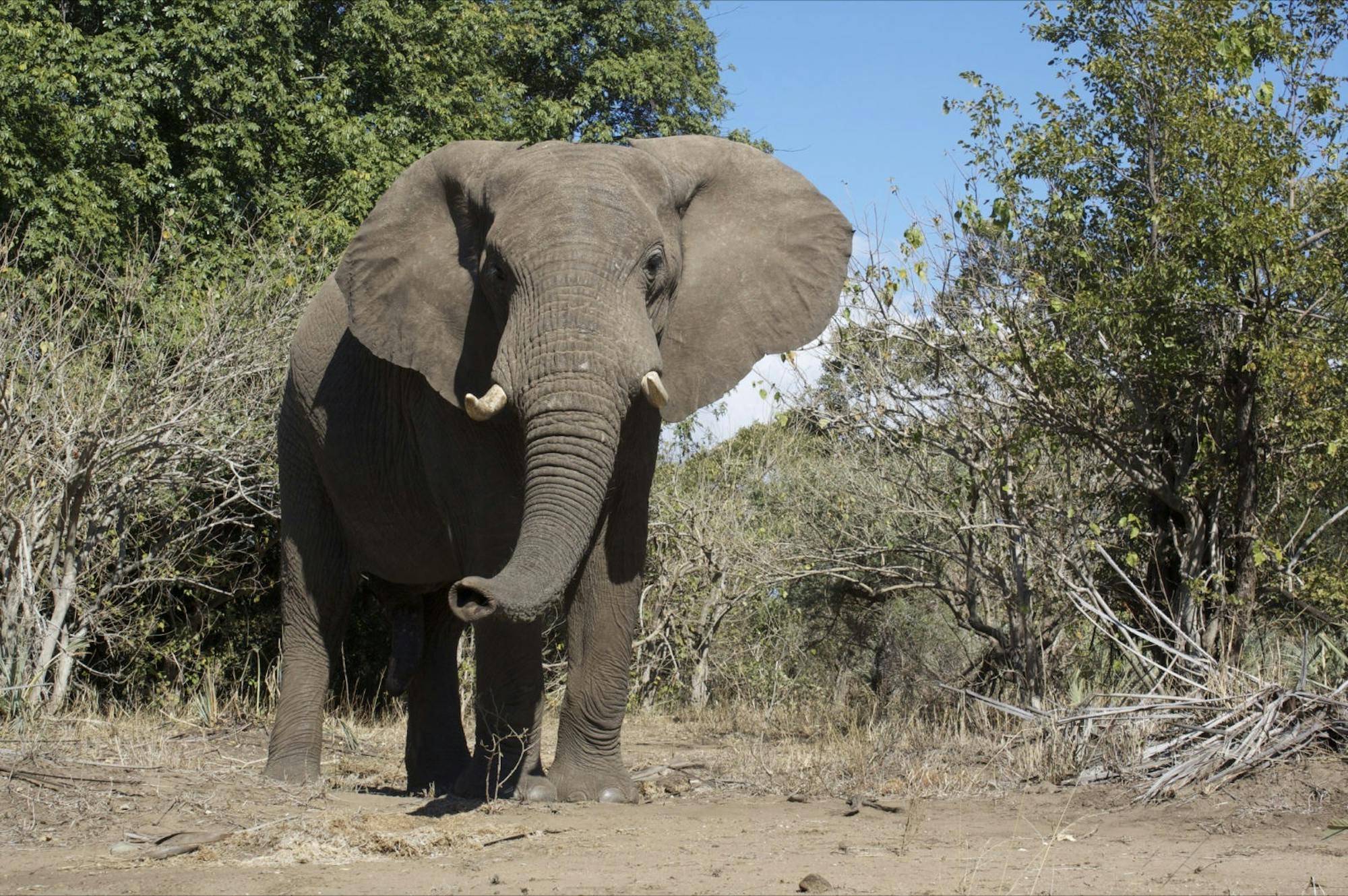 An elephant stood in the African bush