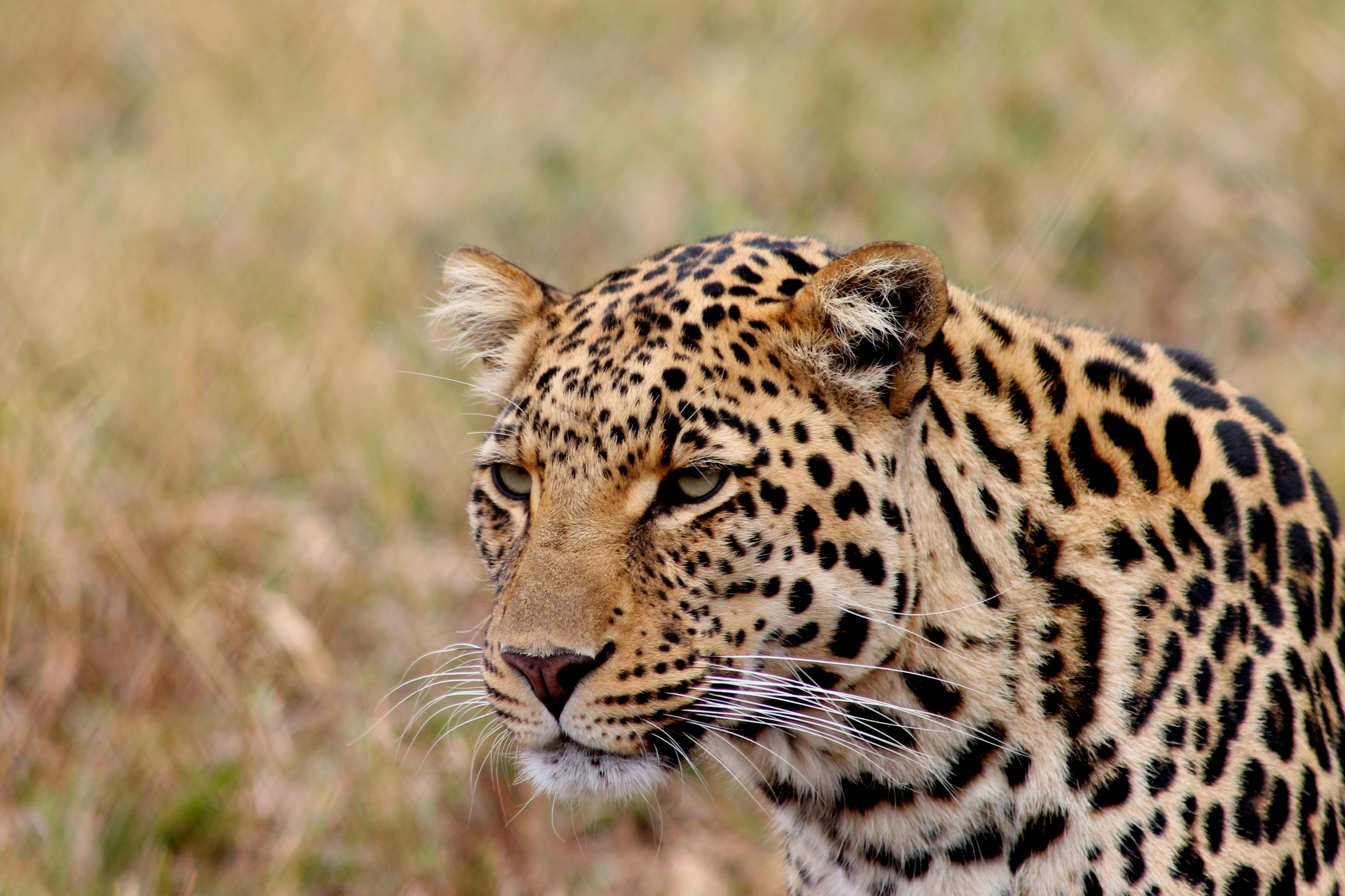 Leopard close up