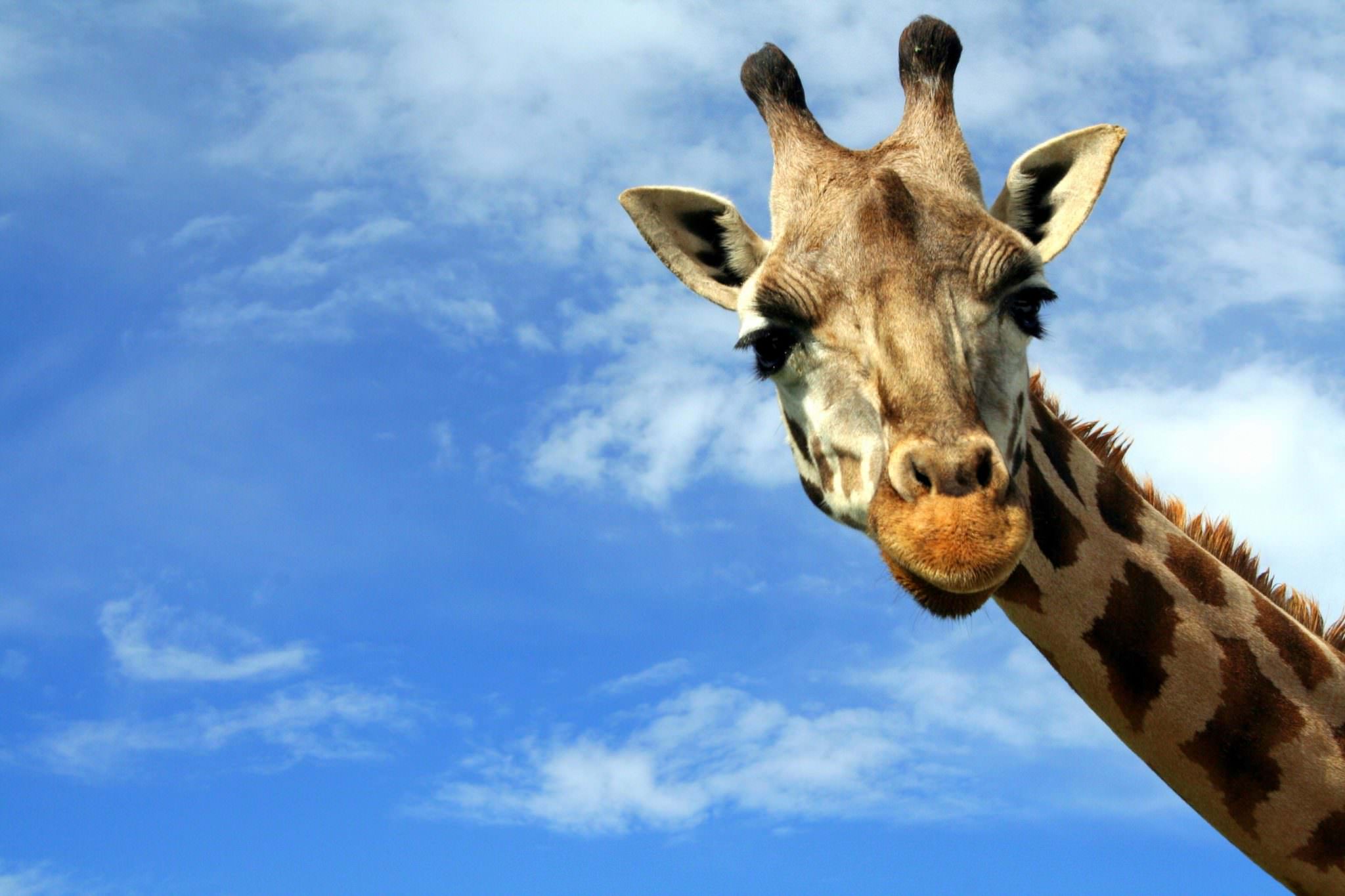 A cheerful looking giraffe peering down at the camera
