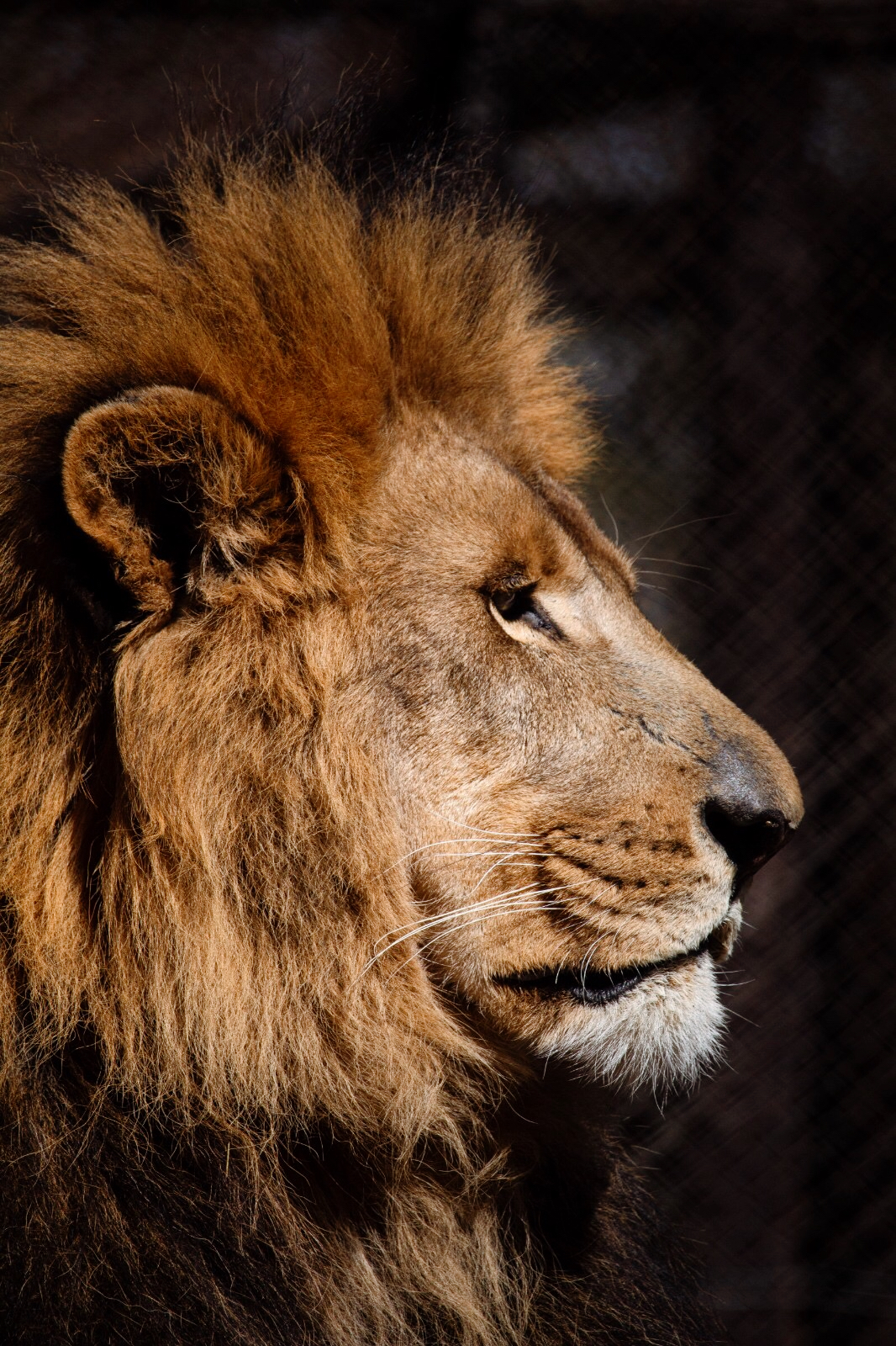 Adult male Lion closeup - profile against dark background