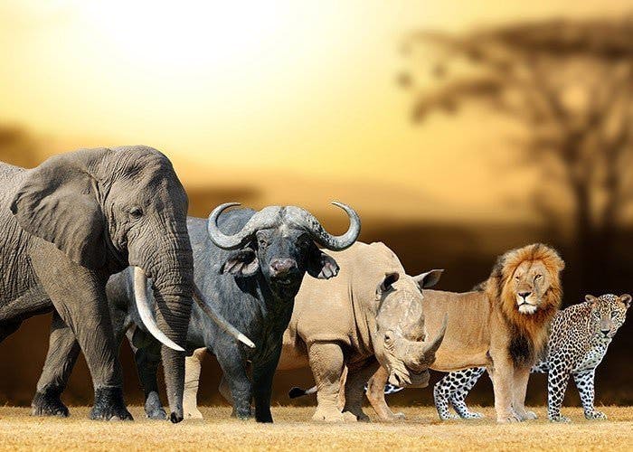 Which of the Big 5 animals best describes you?