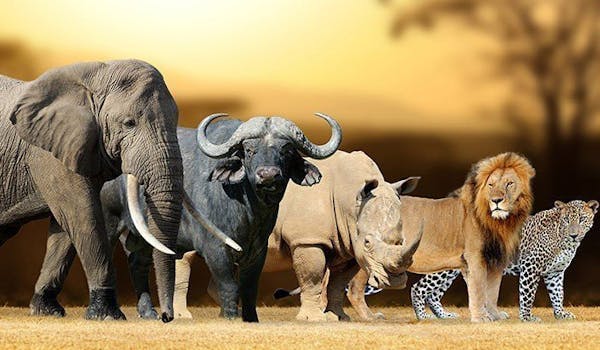 Which of the Big 5 Animals best describes you?