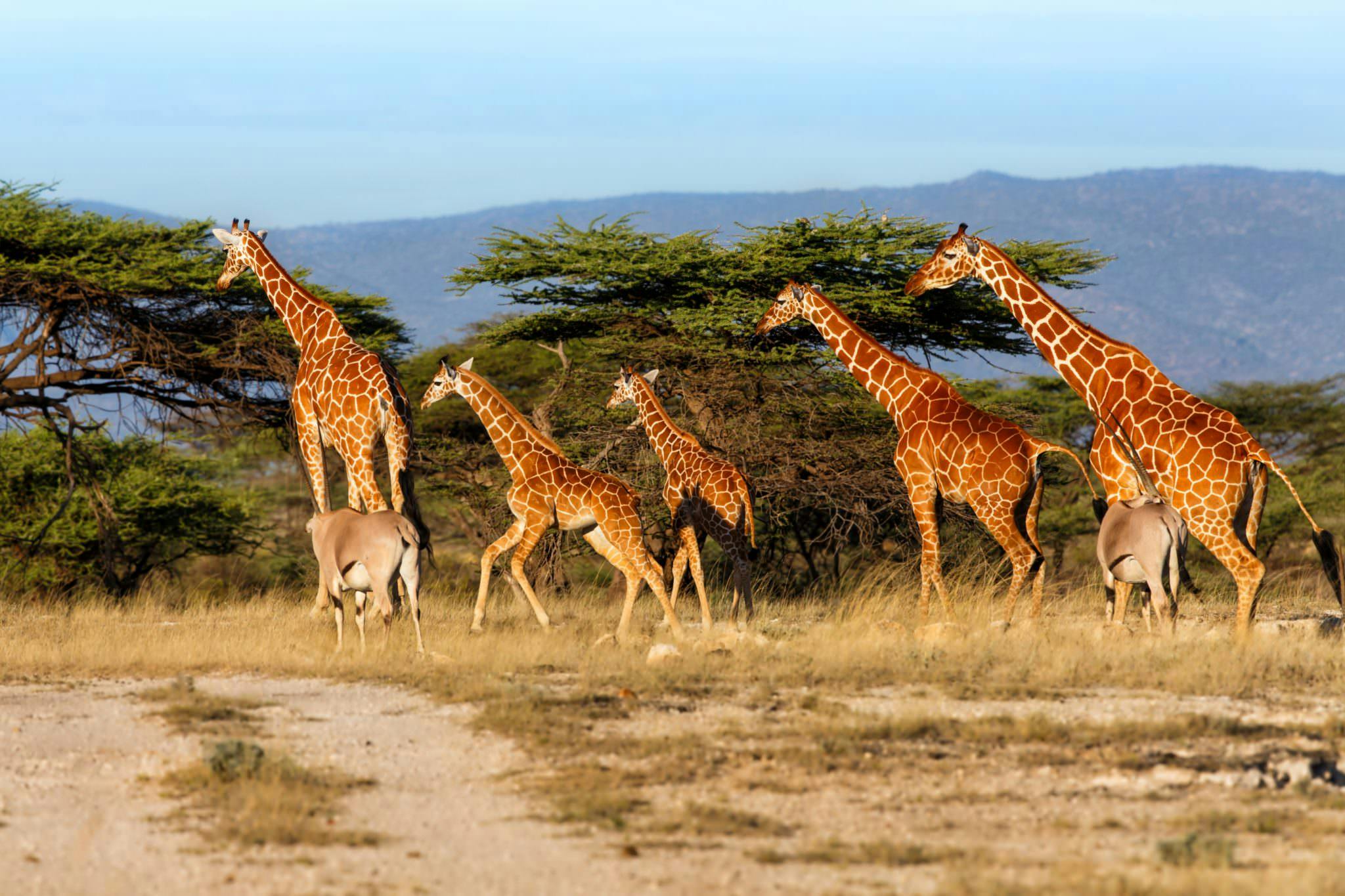 A group of giraffe trekking through the bush