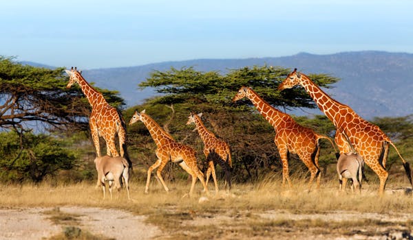 A group of giraffe trekking through the bush