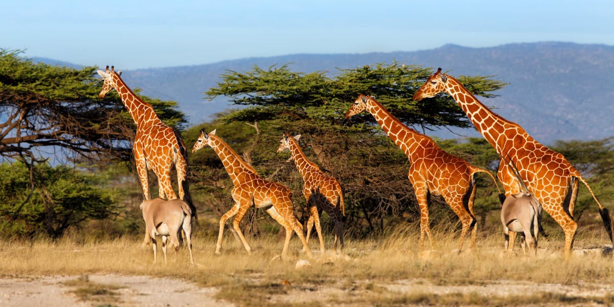 A group of giraffe trekking through the bush