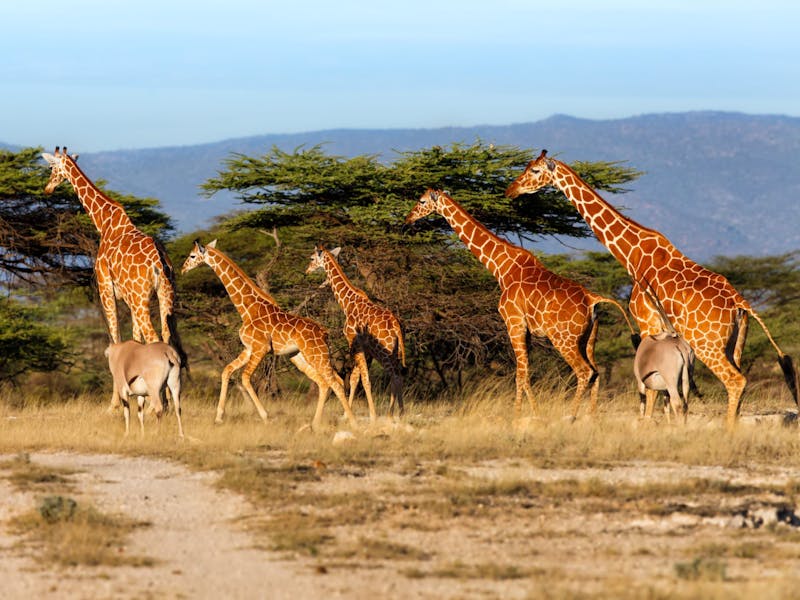 A group of giraffe trekking through the bush