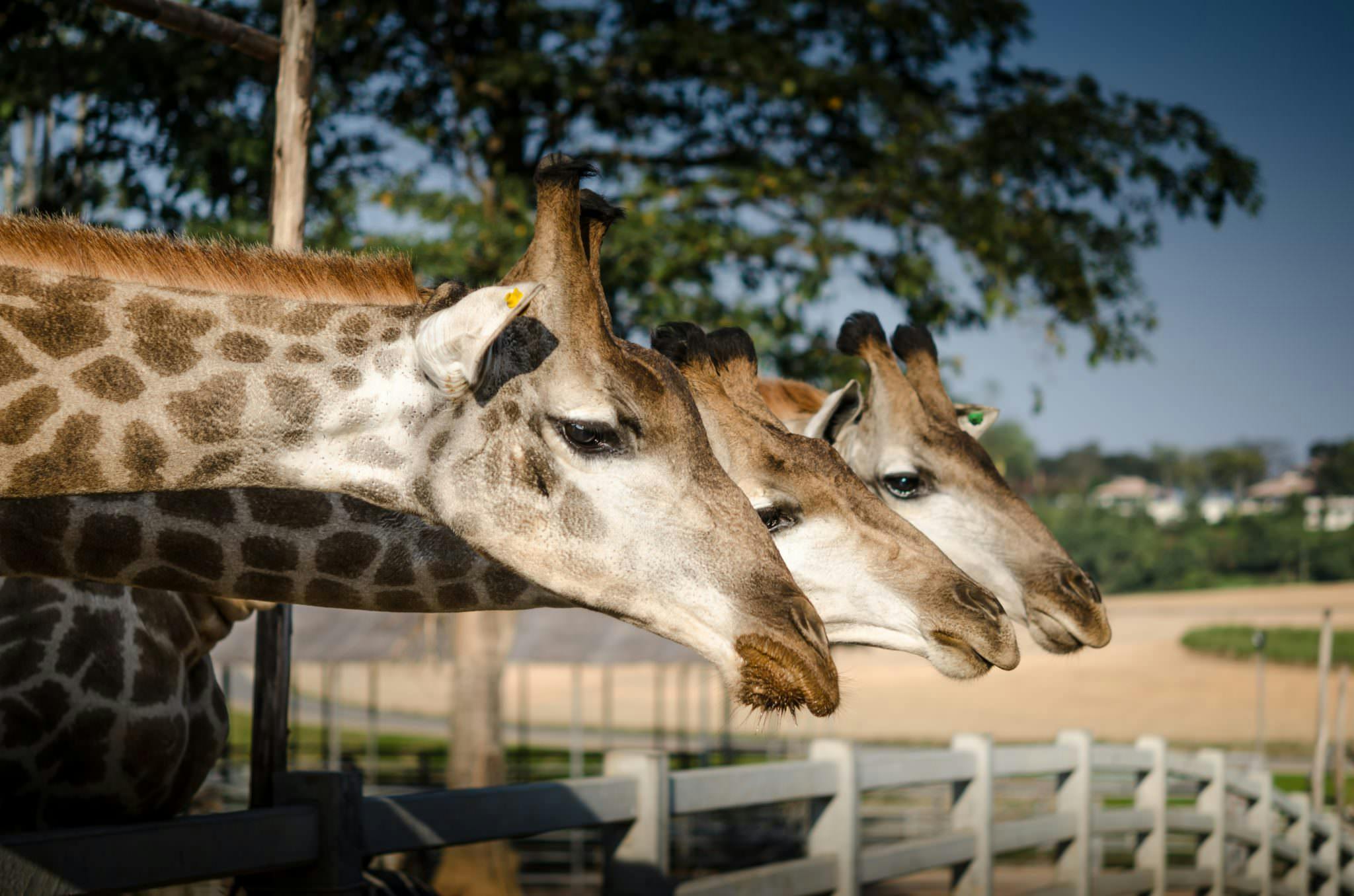 3 giraffe looking rather sad