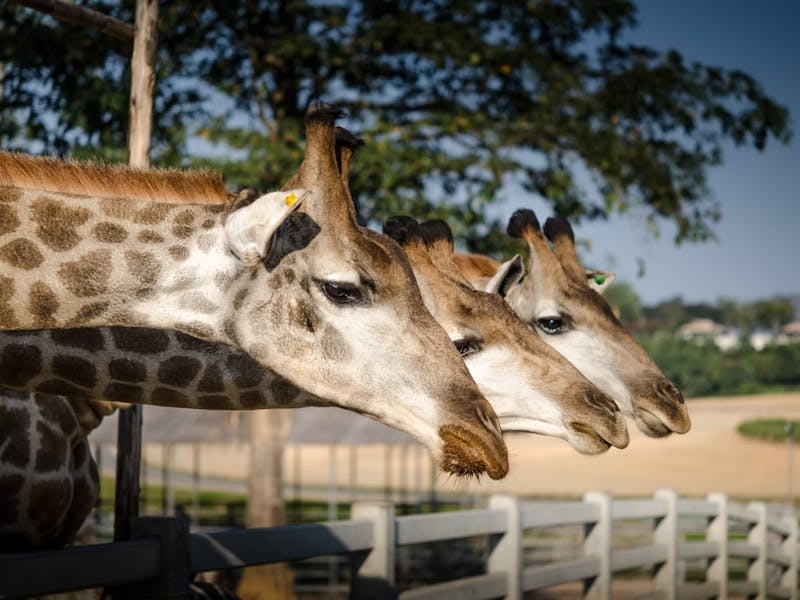 3 giraffe looking rather sad