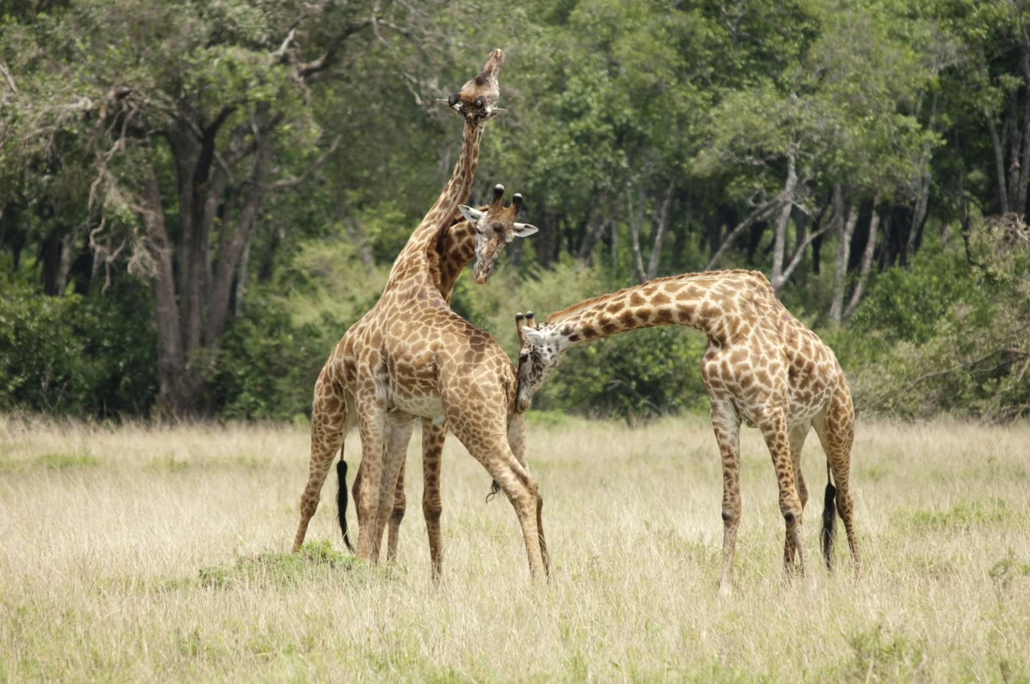 Giraffes fighting