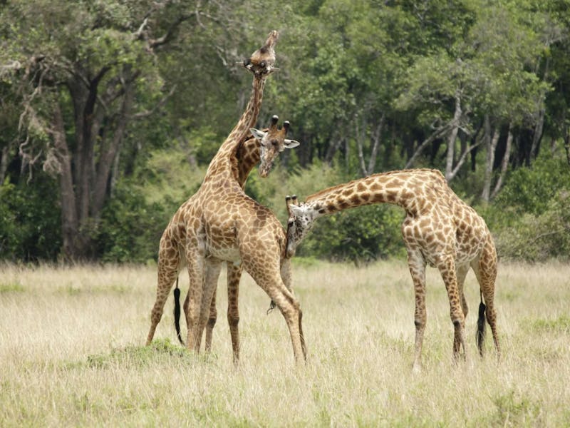 Giraffes fighting