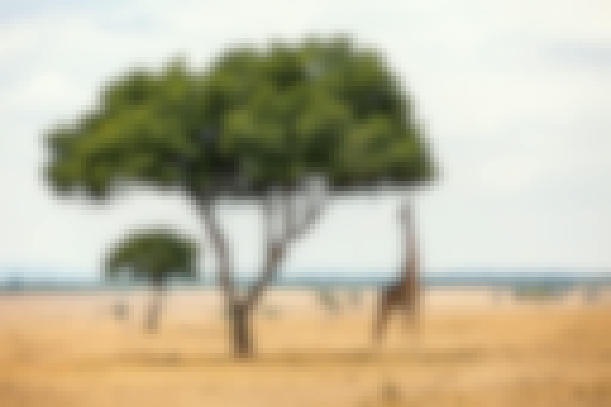A giraffe reaching for a leaves on a tall tree