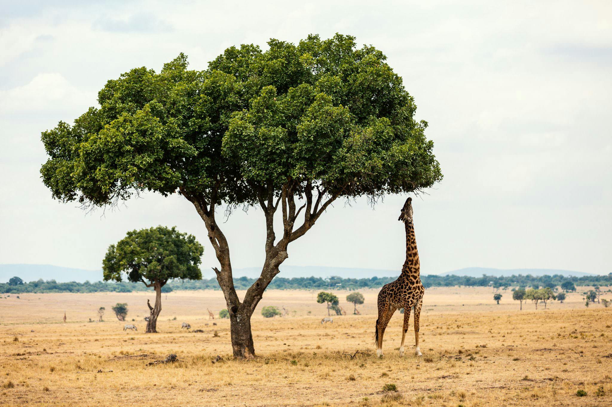 A giraffe reaching for a leaves on a tall tree