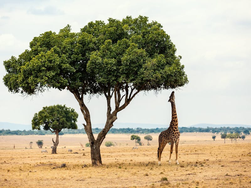 A giraffe reaching for a leaves on a tall tree