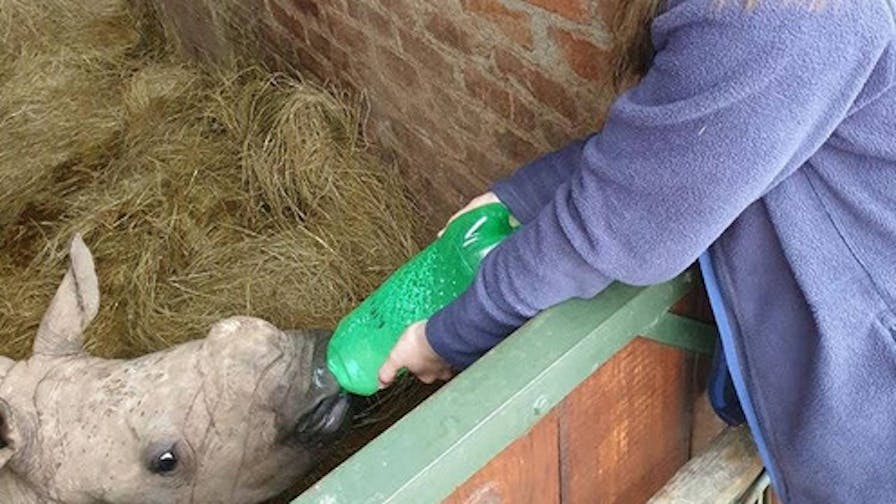 Leigh Haywood with a young rhino
