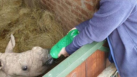 Leigh Haywood with a young rhino