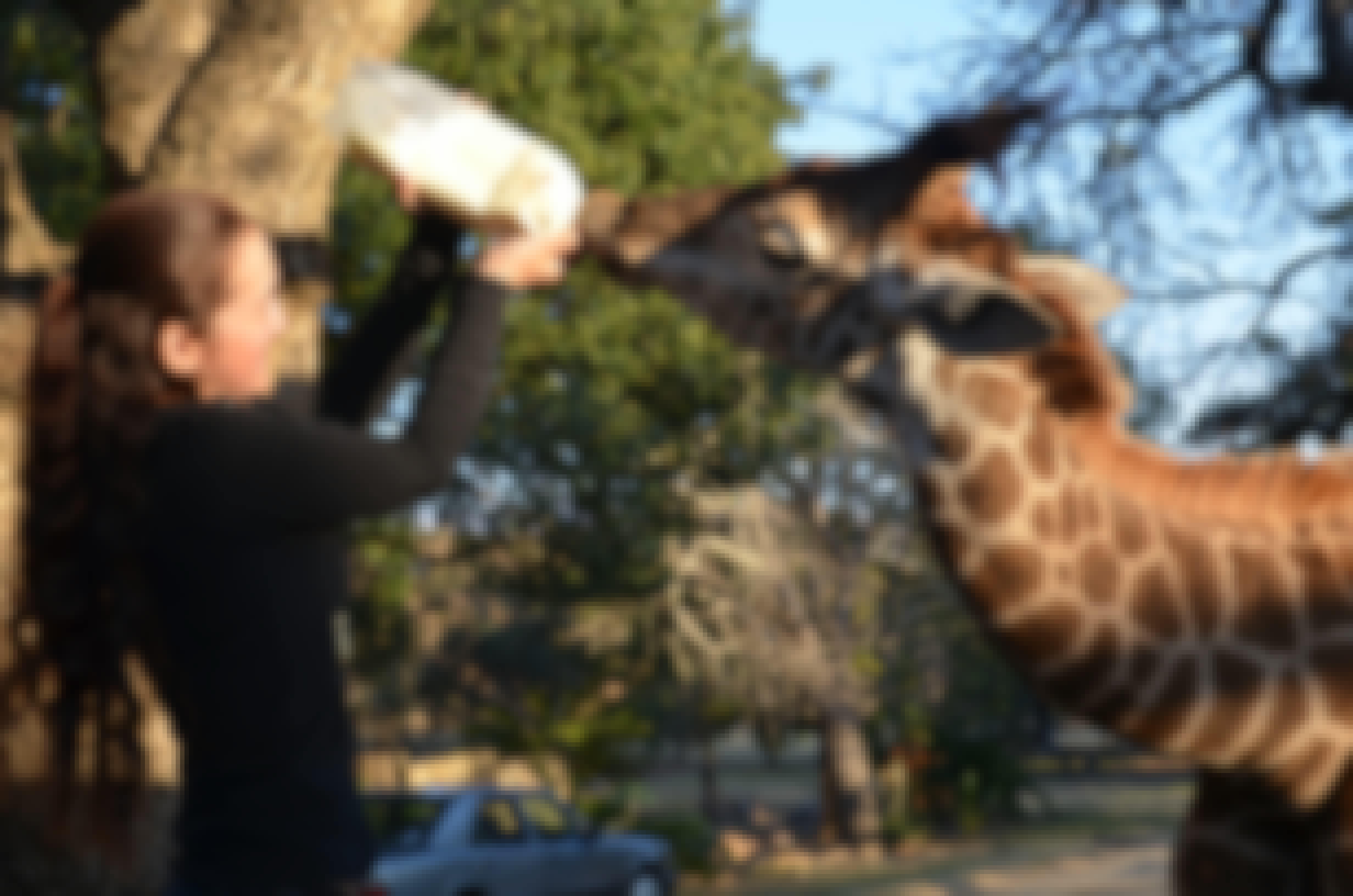 An ACE volunteer bottle feeding a juvenile Giraffe at Moholoholo