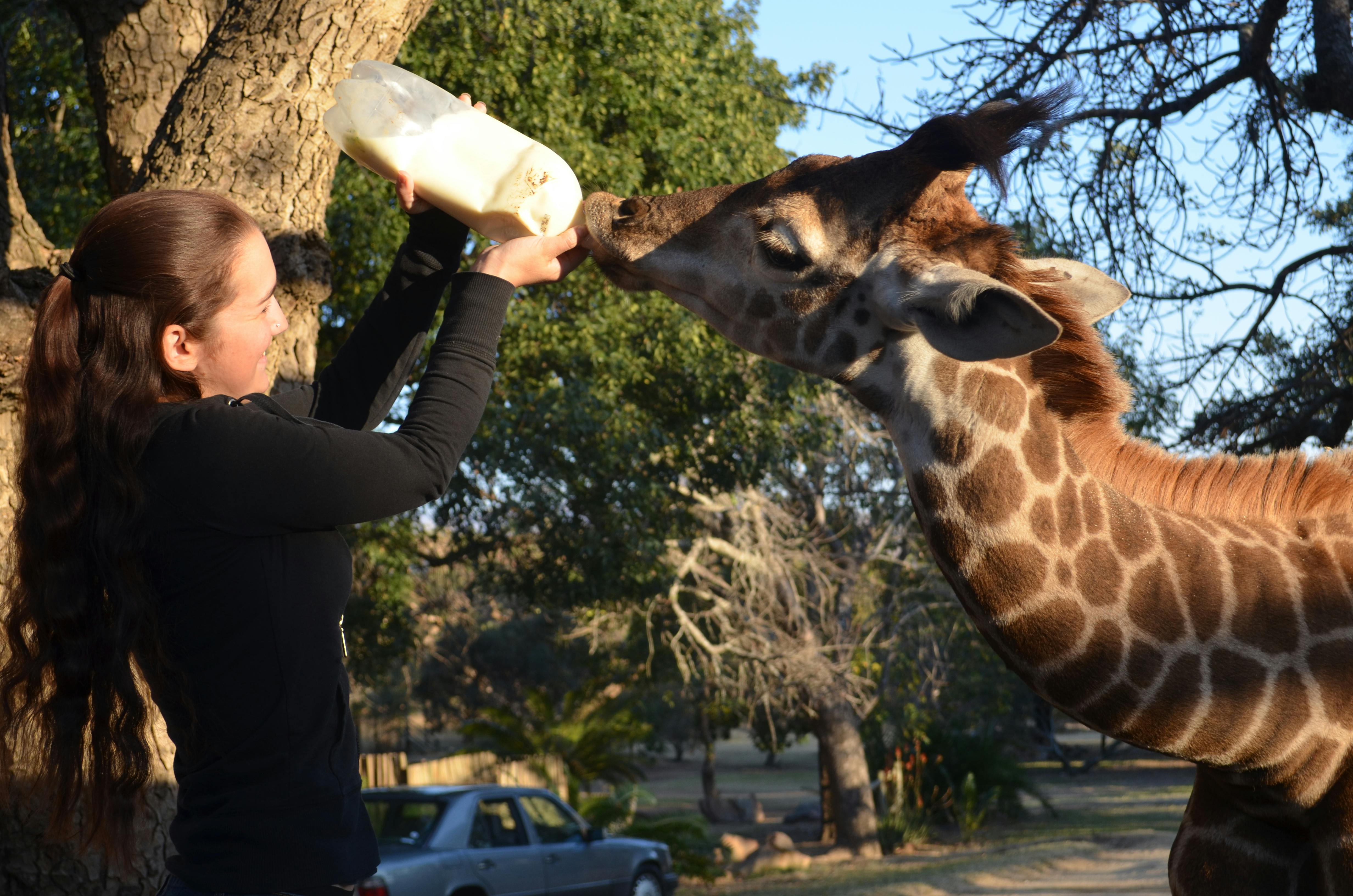 An ACE volunteer bottle feeding a juvenile Giraffe at Moholoholo