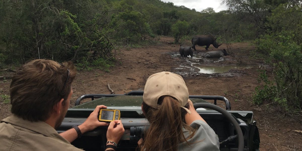 Rhino monitoring from a jeep