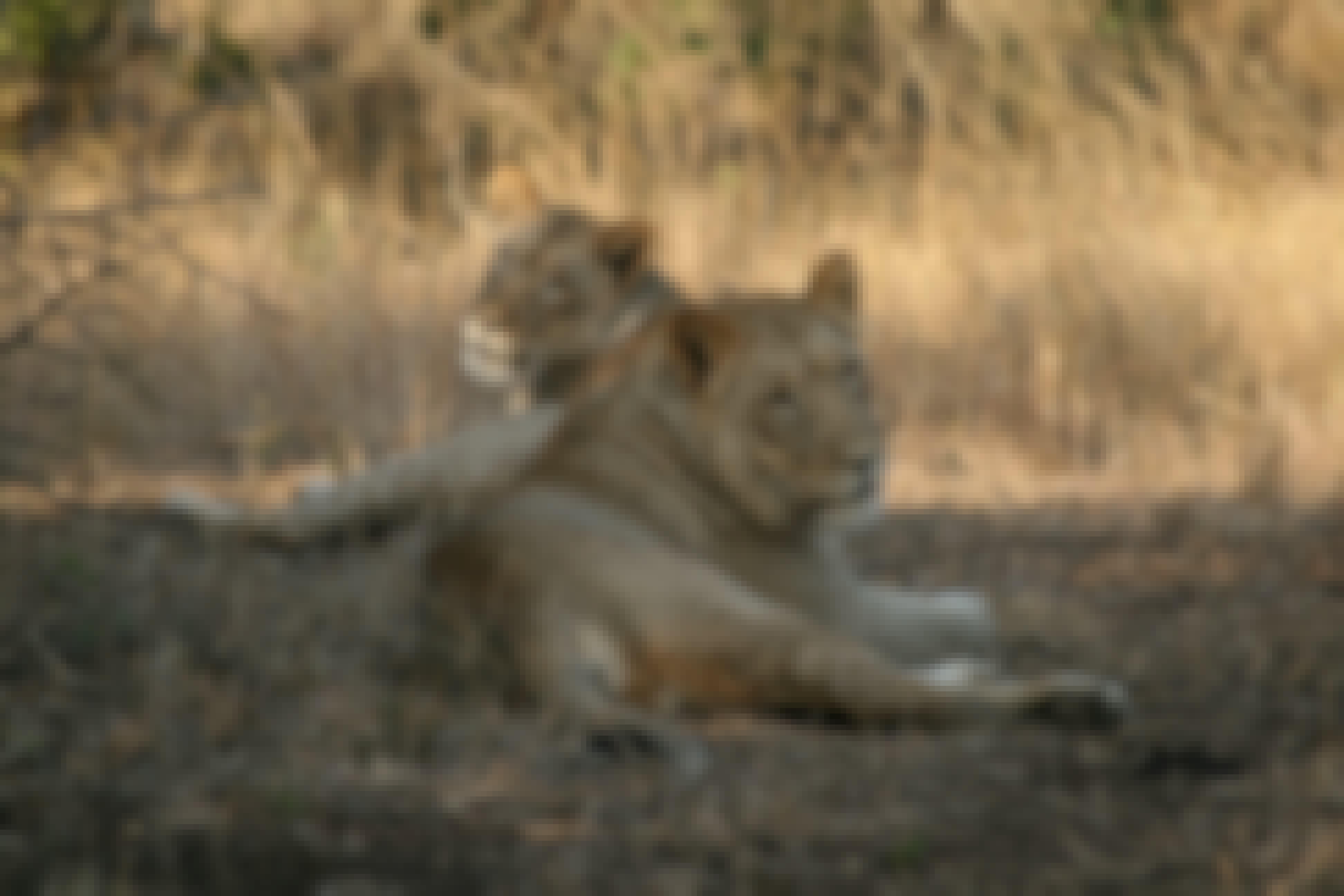 Lionesses resting in the sunshine