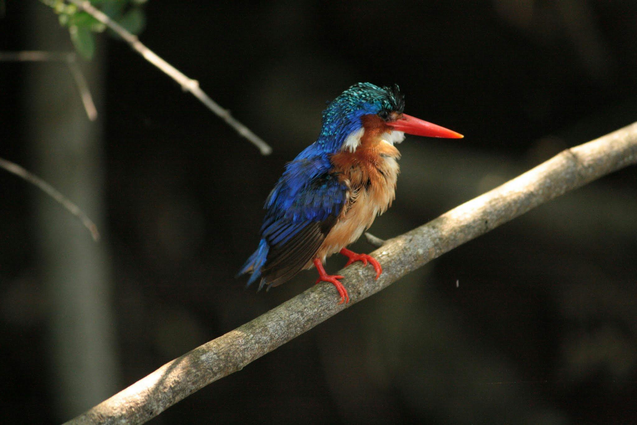 A kingfisher perched on a branch