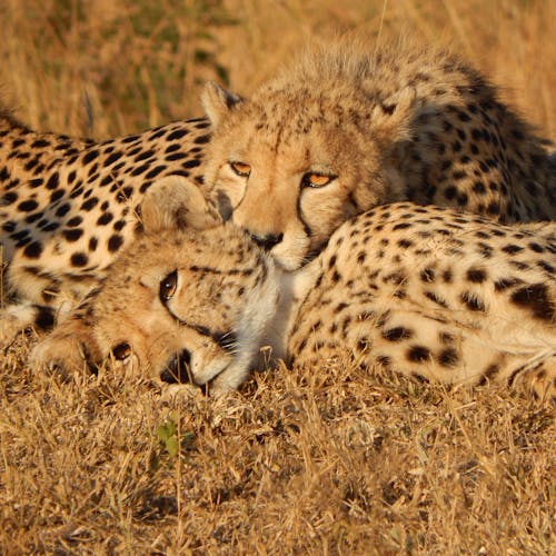 A pair of Cheetah lazing in the sun with their eyes open